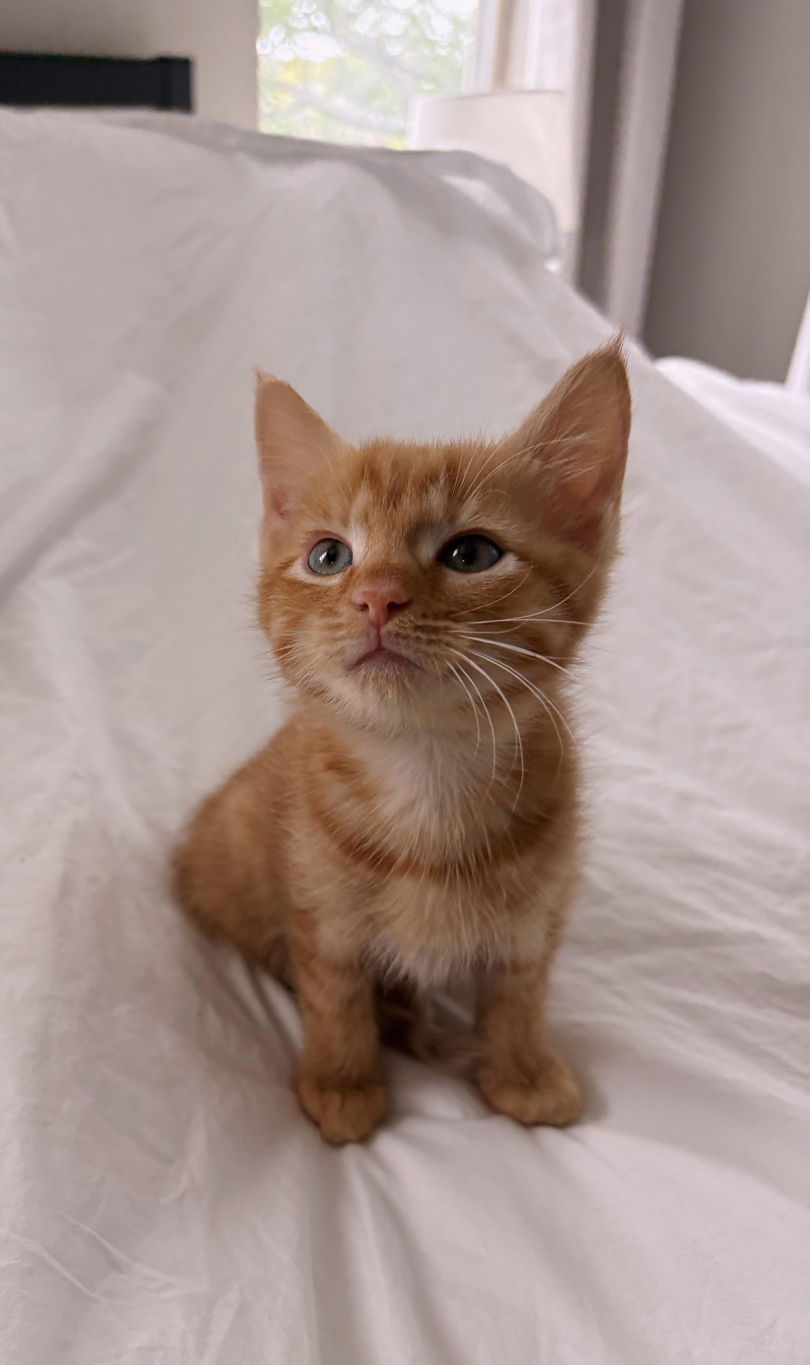 Strudel, ADOPTABLE, Young Male Domestic Short Hair.