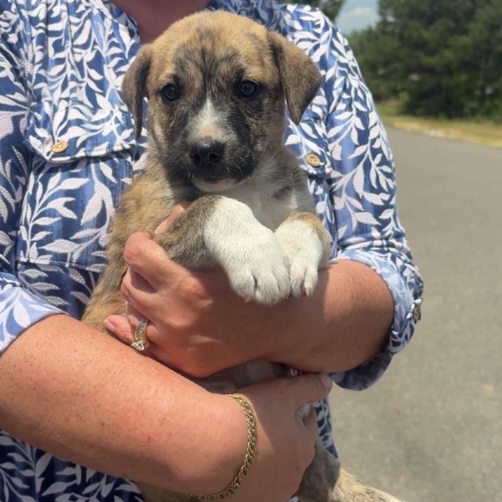 Shelley, Adoptable, Puppy Female Terrier & Mixed Breed.