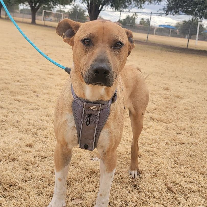 Enlarge Scooby, a Adoptable Mixed Breed in Nogales , AZ image 1/5