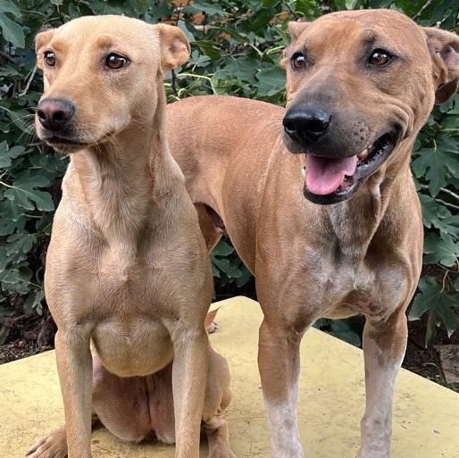 Enlarge Scooby, a Adoptable Mixed Breed in Nogales , AZ image 2/5