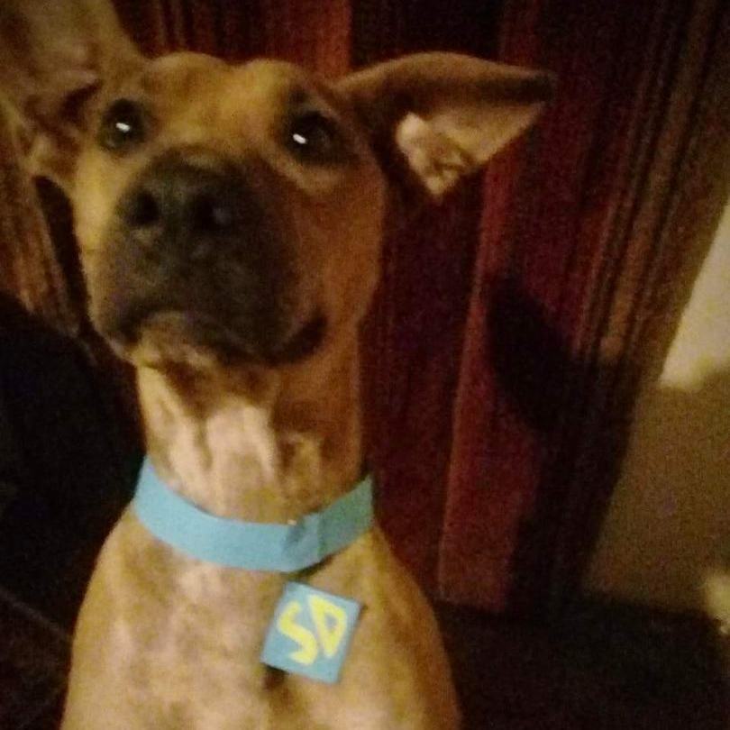 Enlarge Scooby, a Adoptable Mixed Breed in Nogales , AZ image 3/5