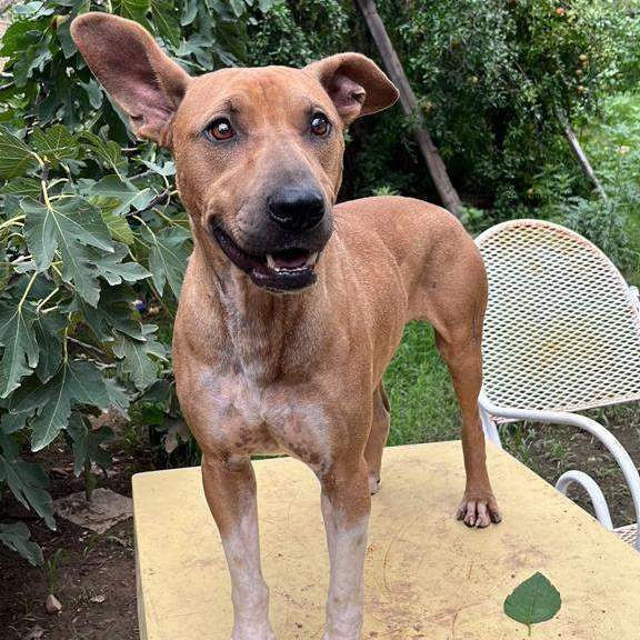 Enlarge Scooby, a Adoptable Mixed Breed in Nogales , AZ image 4/5