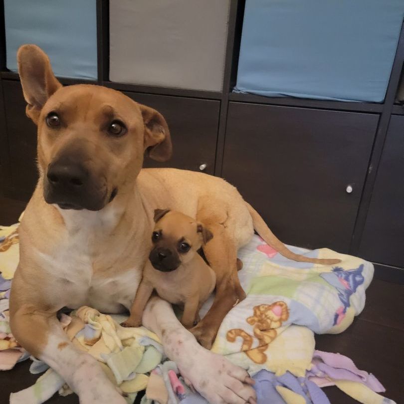 Enlarge Scooby, a Adoptable Mixed Breed in Nogales , AZ image 5/5