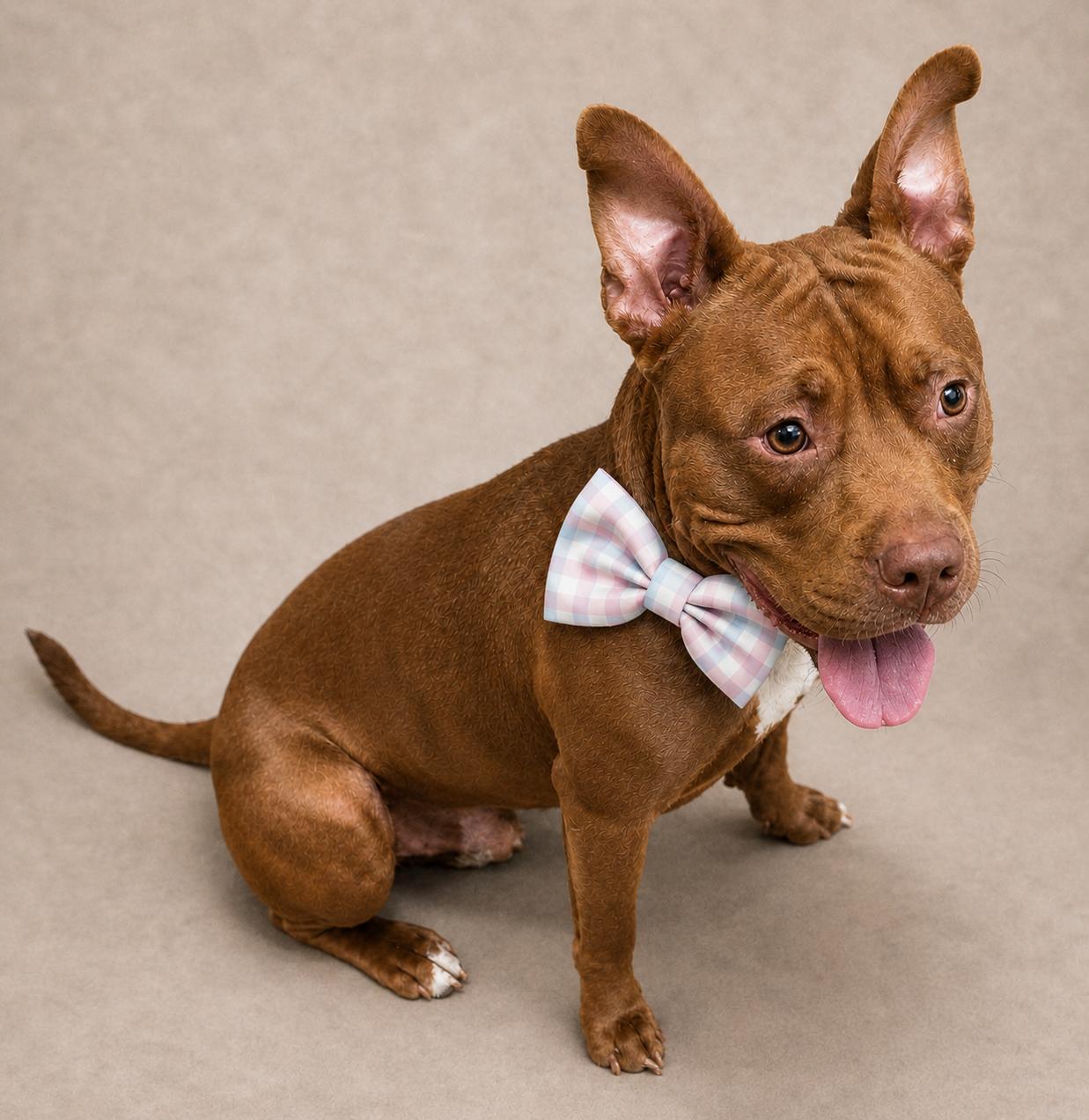 Enlarge Samuel, a Adoptable American Staffordshire Terrier in Louisville, KY image 5/6