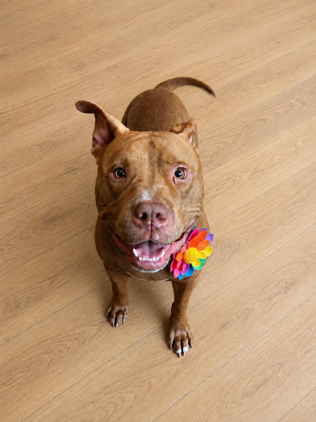 Enlarge Samuel, a Adoptable American Staffordshire Terrier in Louisville, KY image 6/6