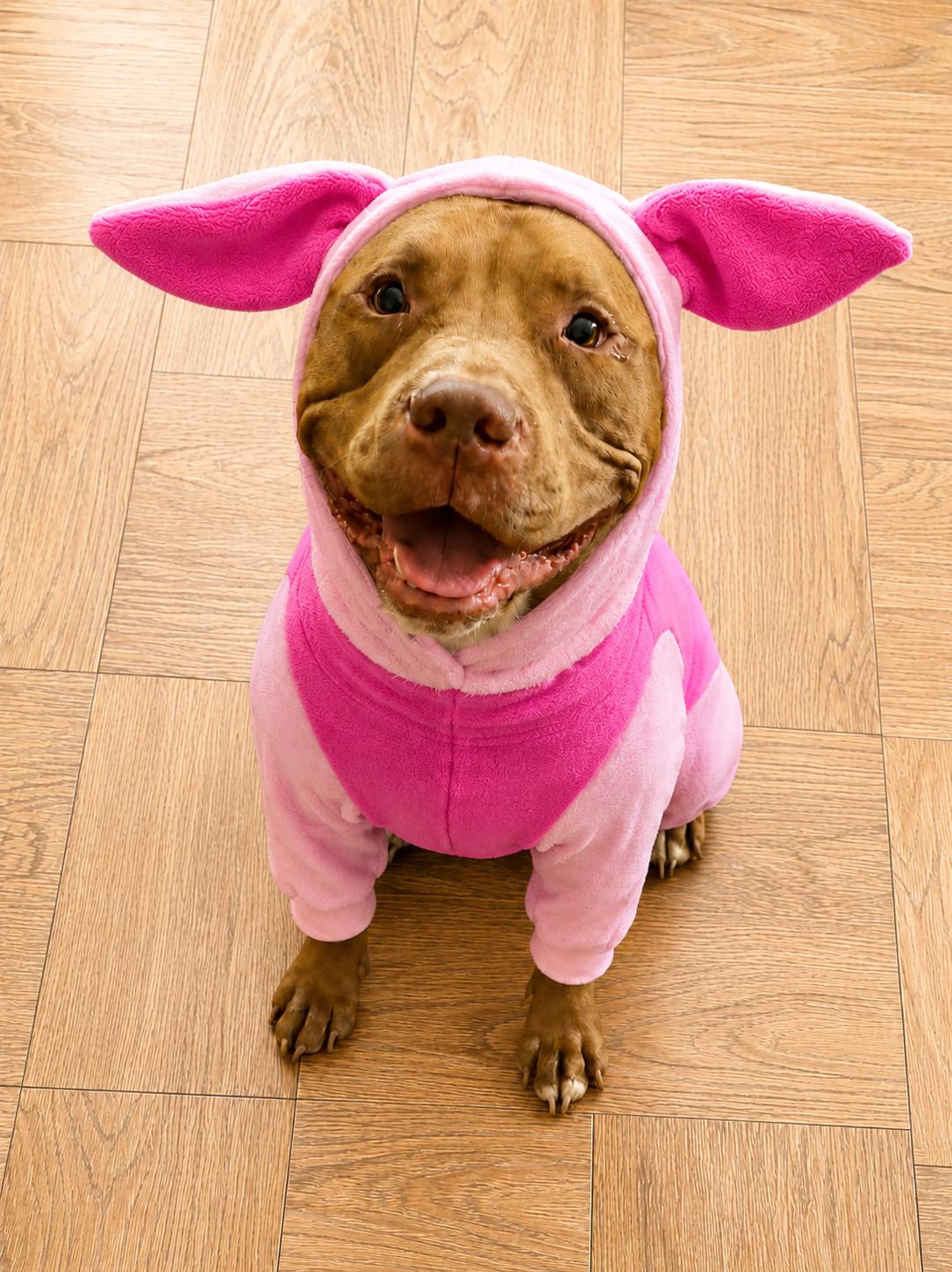 Enlarge Samuel, a Adoptable American Staffordshire Terrier in Louisville, KY image 2/6