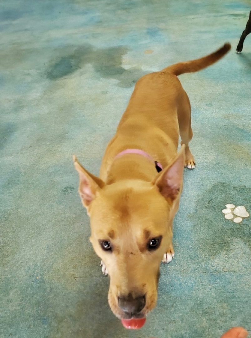 Enlarge Gus, a Adopted mixed breed in Jefferson, TX image 1/12