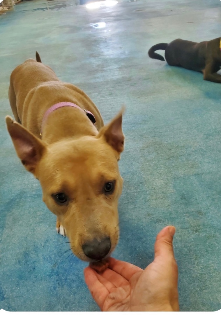 Enlarge Gus, a Adopted mixed breed in Jefferson, TX image 2/12