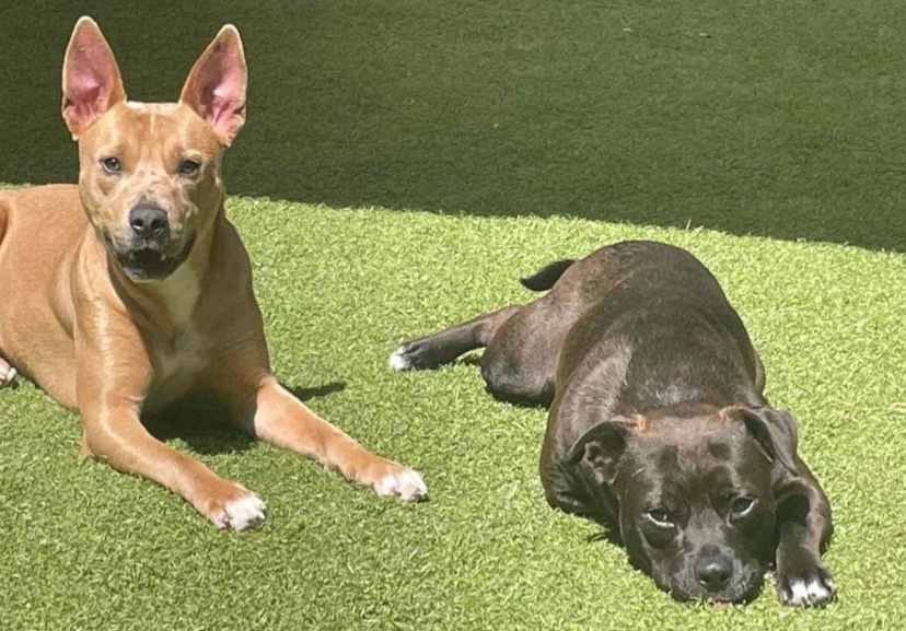 Enlarge Gus, a Adopted mixed breed in Jefferson, TX image 4/12