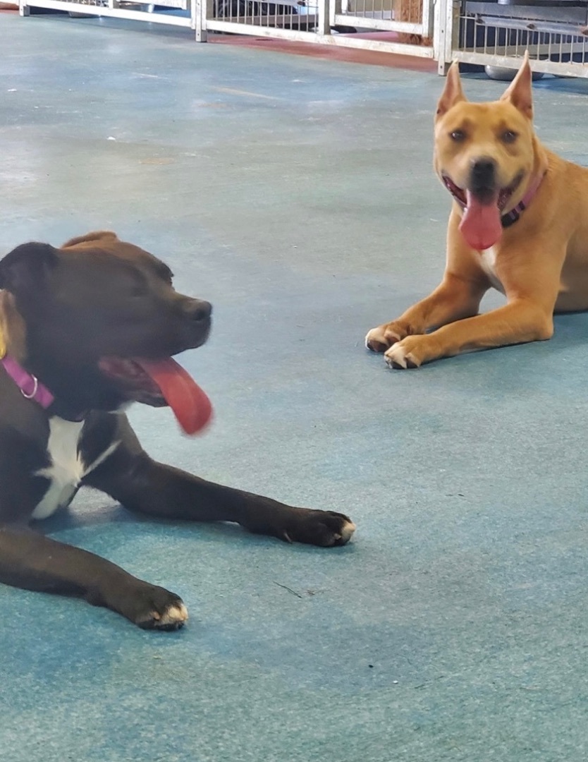 Enlarge Gus, a Adopted mixed breed in Jefferson, TX image 6/12