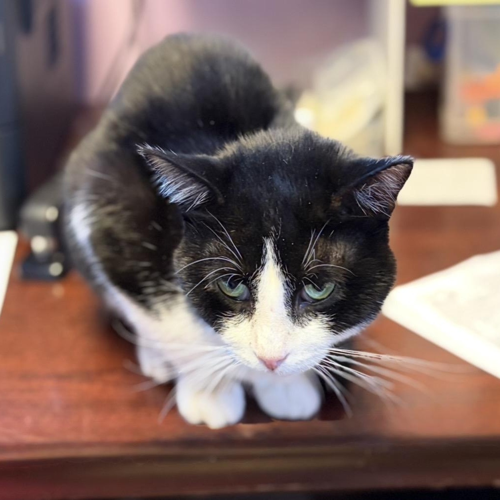 Enlarge Carnie (FIV), a Adoptable Domestic Short Hair in Cortland, NY image 1/1