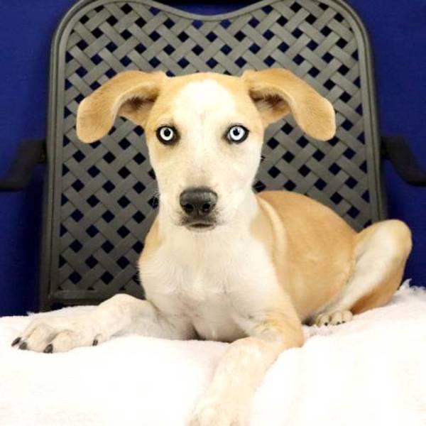 Clover, Adoptable, Young Female Australian Cattle Dog / Blue Heeler & Labrador Retriever.