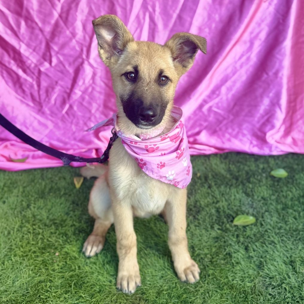 HAILEY, a ADOPTABLE mixed breed in Rowland Heights, CA image 2/6