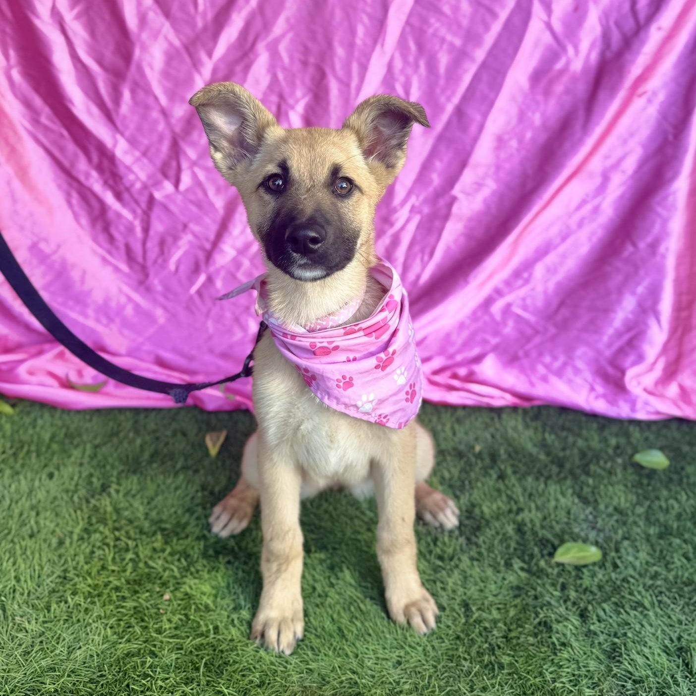 HAILEY, a ADOPTABLE mixed breed in Rowland Heights, CA image 3/6