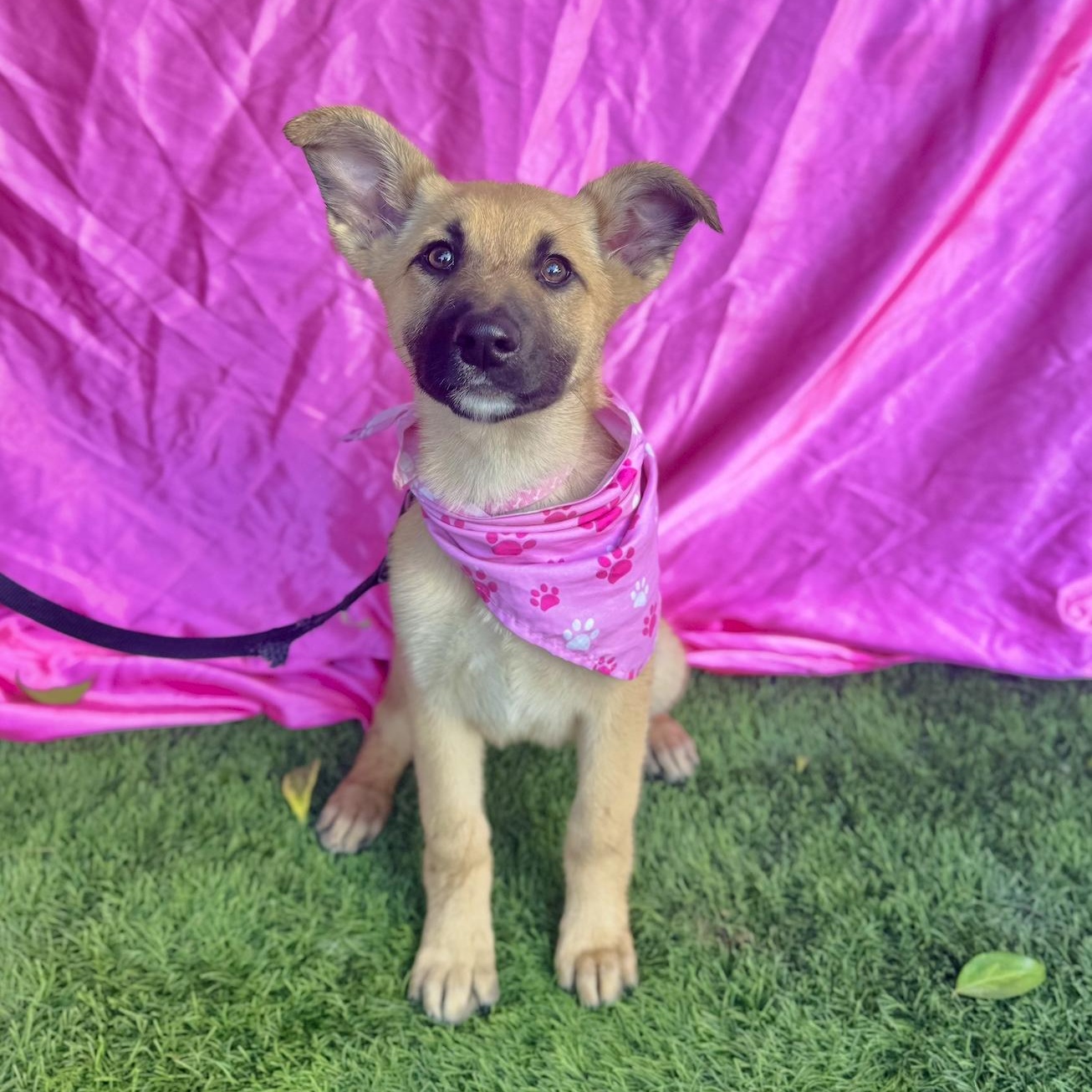 HAILEY, a ADOPTABLE mixed breed in Rowland Heights, CA image 4/6