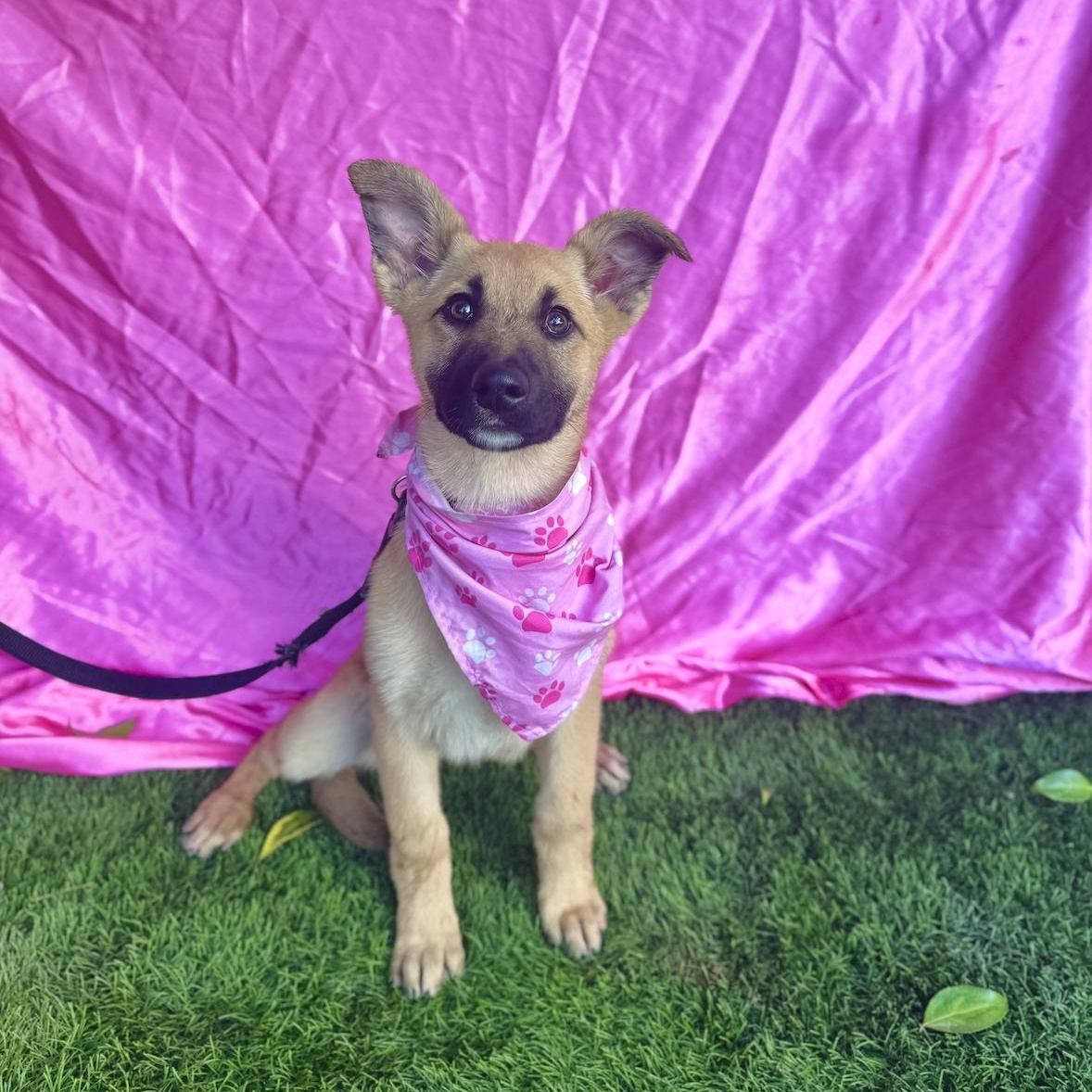 HAILEY, a ADOPTABLE mixed breed in Rowland Heights, CA image 5/6
