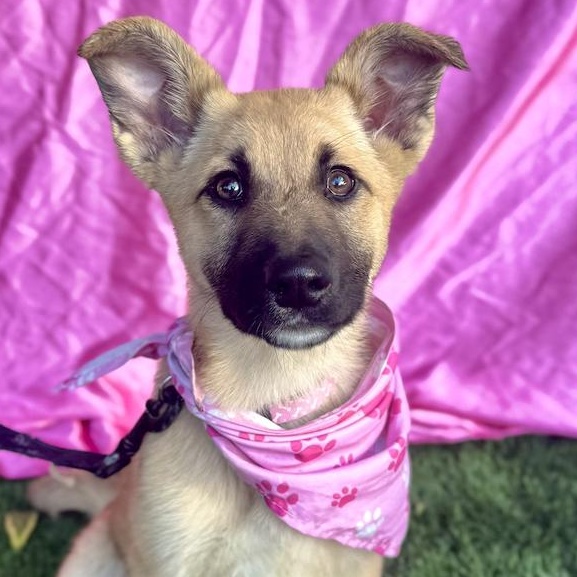 HAILEY, ADOPTABLE, Puppy Female German Shepherd Dog.