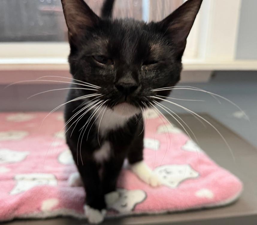 Enlarge Mia, a Adoptable American Shorthair in Weatherford, TX image 5/5