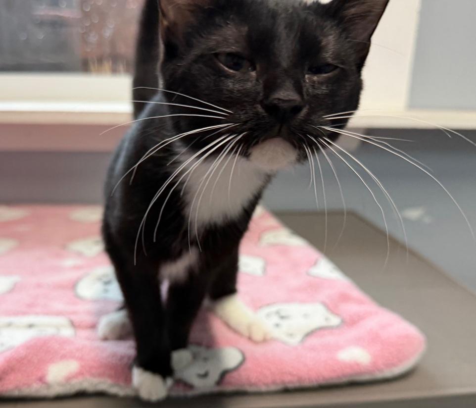 Enlarge Mia, a Adoptable American Shorthair in Weatherford, TX image 3/5