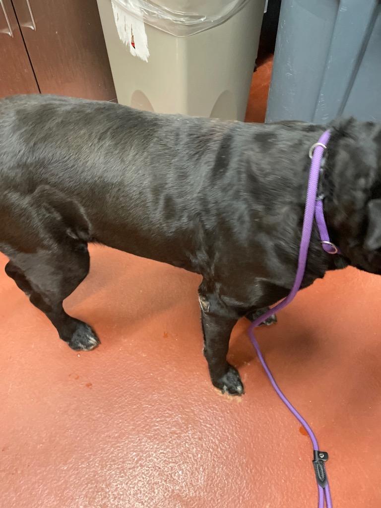 Maisie, Adoptable, Adult Female Mixed Breed.