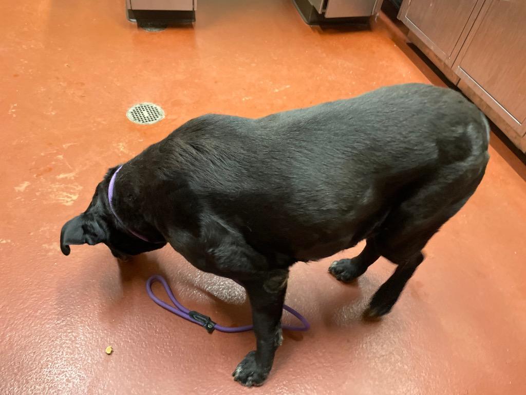 Enlarge Maisie, a Adoptable mixed breed in Douglasville, GA image 2/6