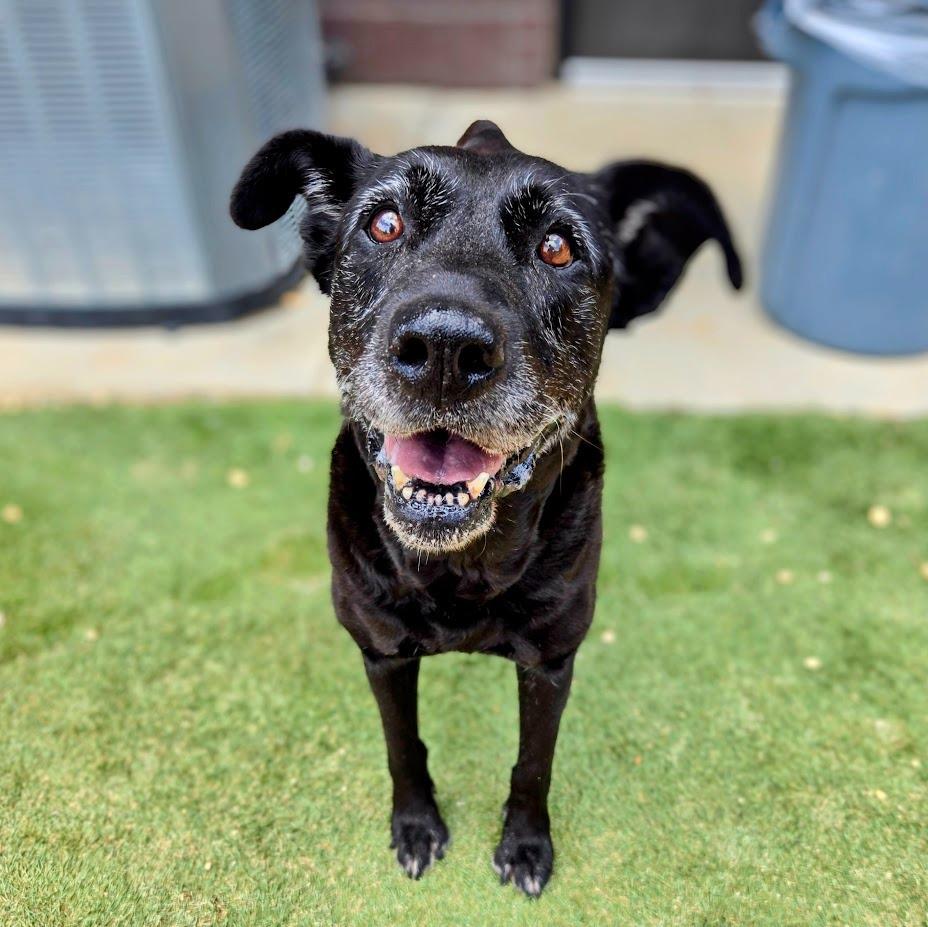 Enlarge Maisie, a Adoptable mixed breed in Douglasville, GA image 3/6