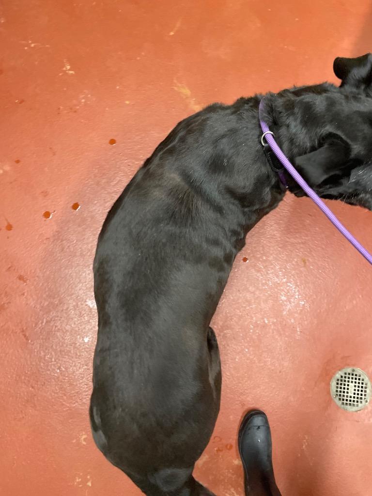 Enlarge Maisie, a Adoptable mixed breed in Douglasville, GA image 4/6