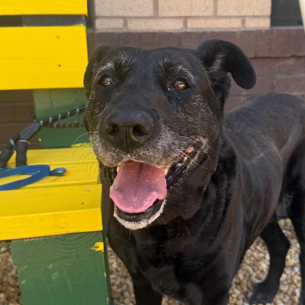 Enlarge Maisie, a Adoptable mixed breed in Douglasville, GA image 5/6