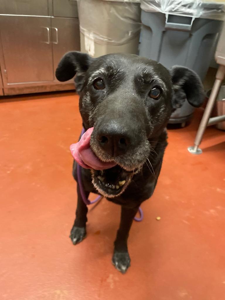 Enlarge Maisie, a Adoptable mixed breed in Douglasville, GA image 6/6