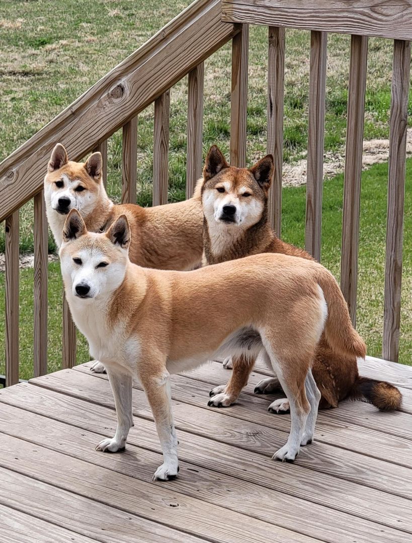 Enlarge Kita, a Adoptable Shiba Inu in Bondurant, IA image 10/10