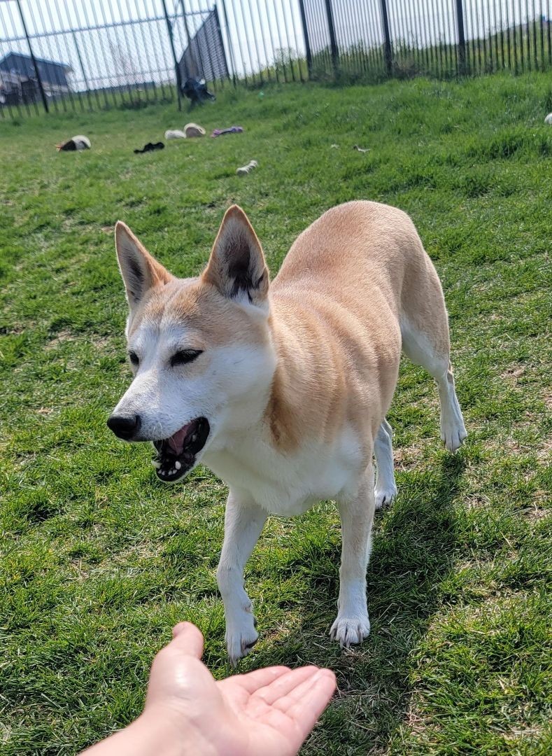 Enlarge Kita, a Adoptable Shiba Inu in Bondurant, IA image 8/10