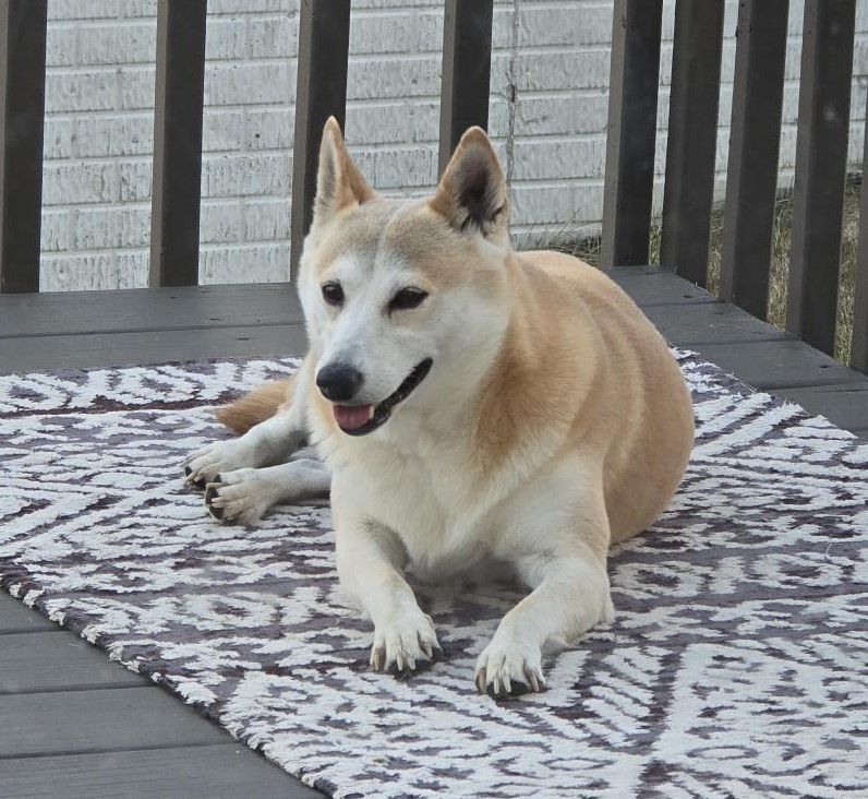 Enlarge Kita, a Adoptable Shiba Inu in Bondurant, IA image 7/10