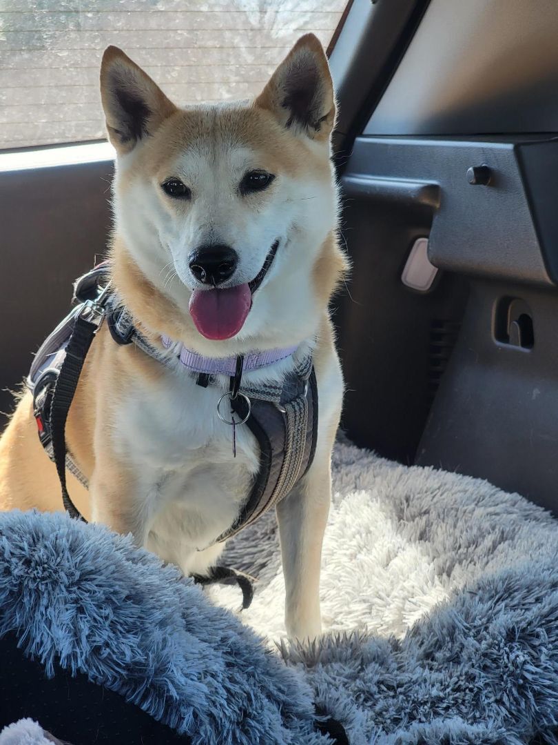 Enlarge Kita, a Adoptable Shiba Inu in Bondurant, IA image 6/10