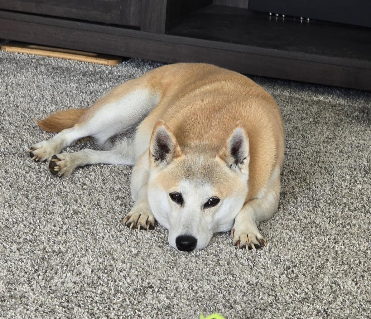 Enlarge Kita, a Adoptable Shiba Inu in Bondurant, IA image 9/10