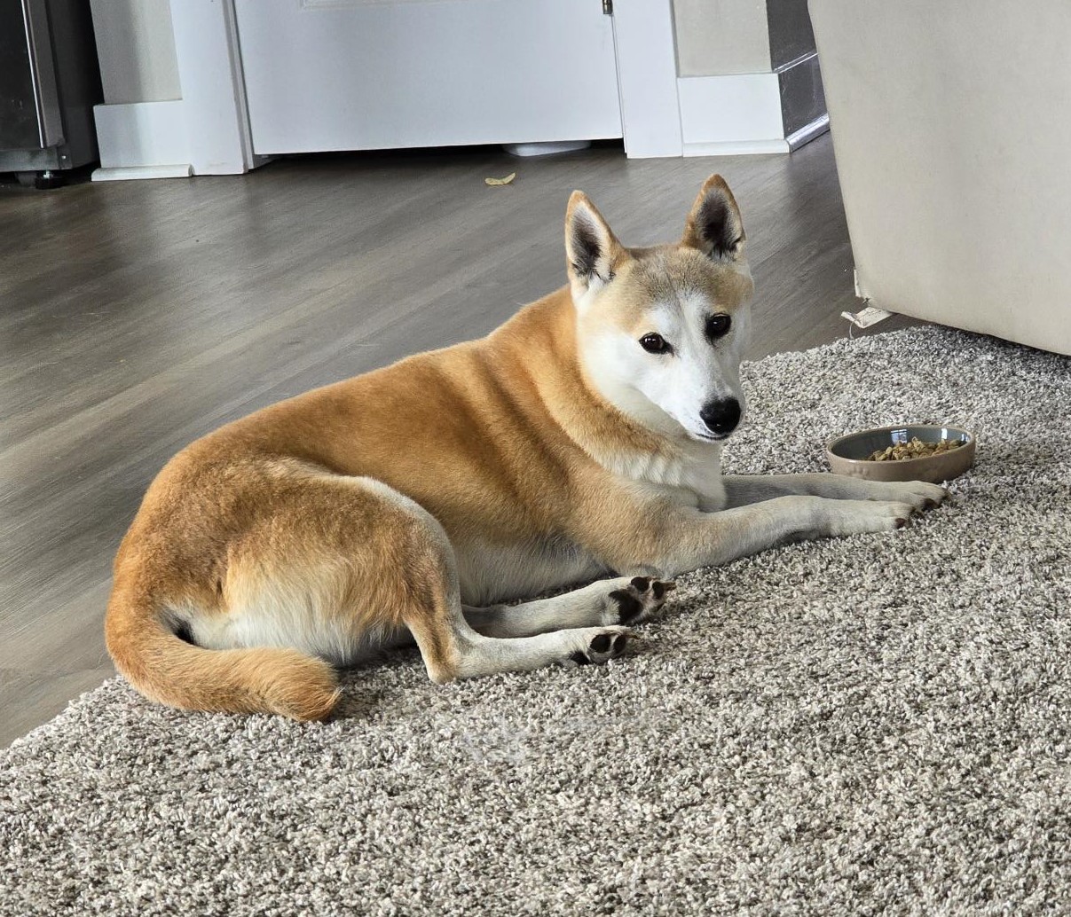Enlarge Kita, a Adoptable Shiba Inu in Bondurant, IA image 1/10
