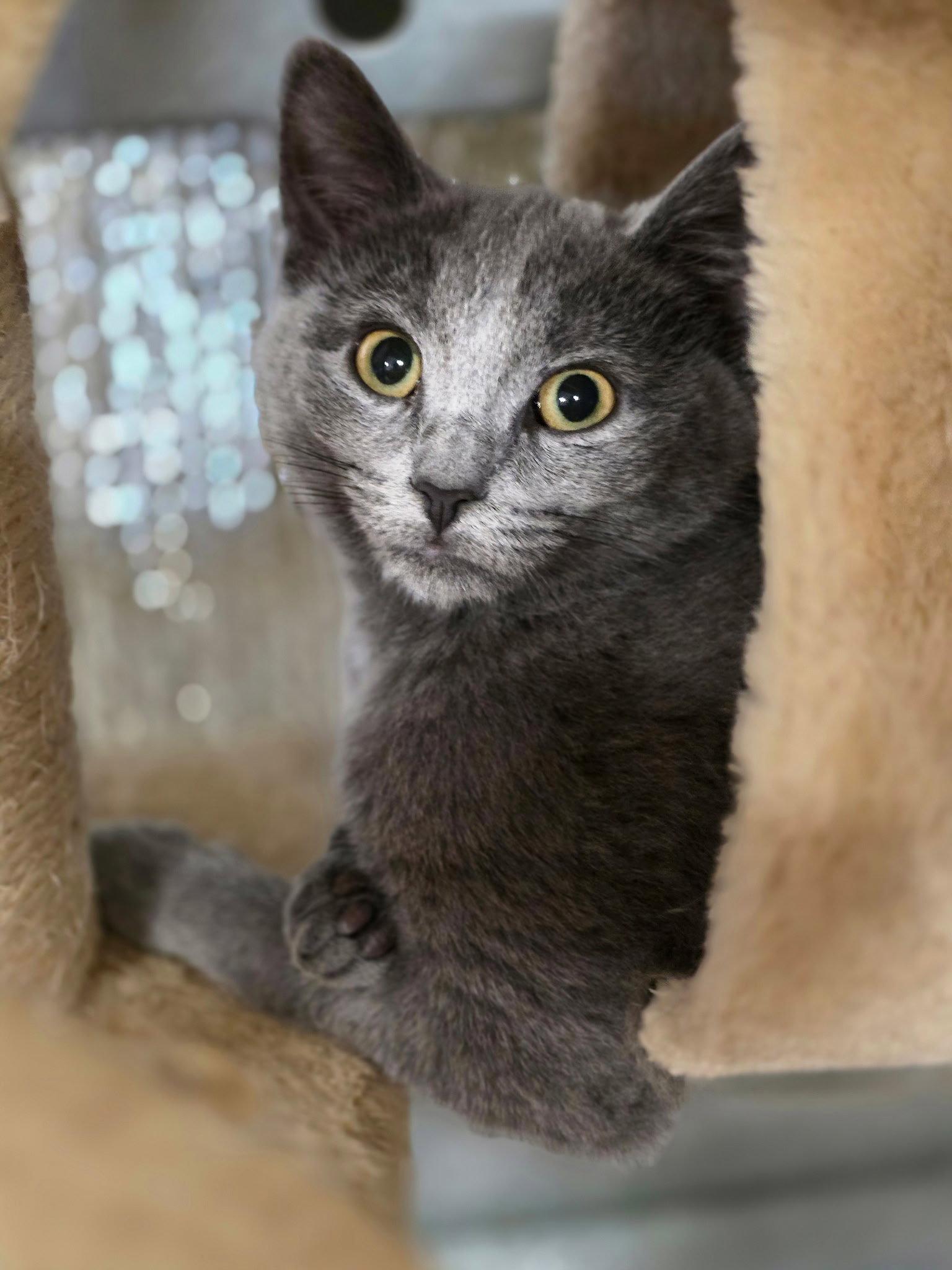 Bluey, Adopted, Kitten Female Domestic Short Hair.