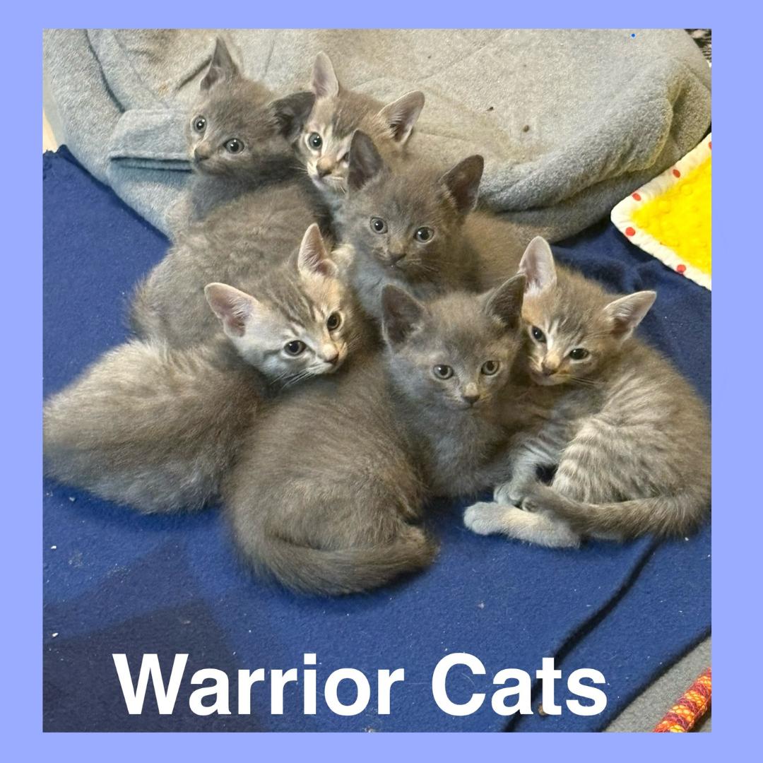 Warrior Kittens-