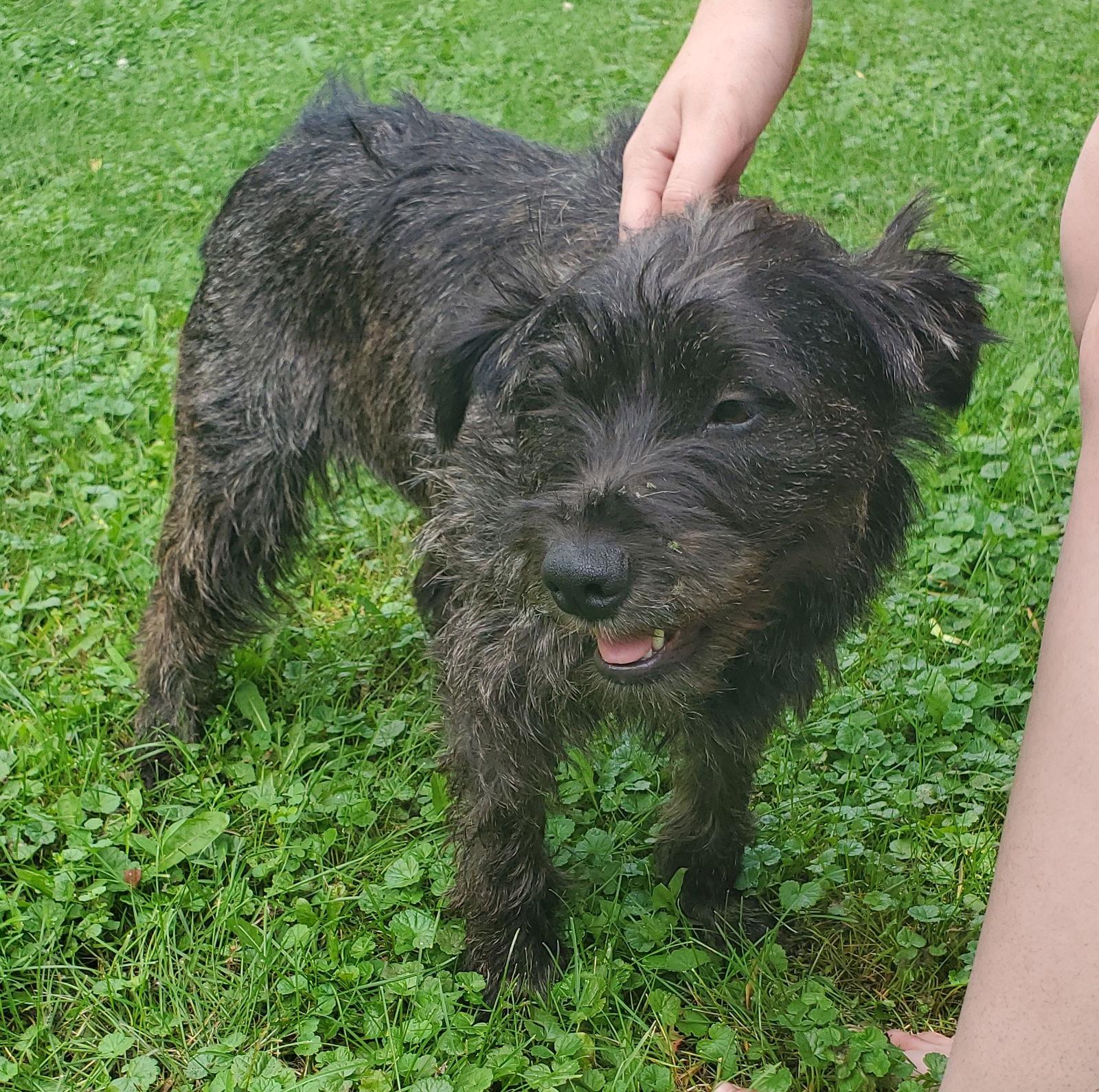 Carla, Adopted, Adult Female Terrier.