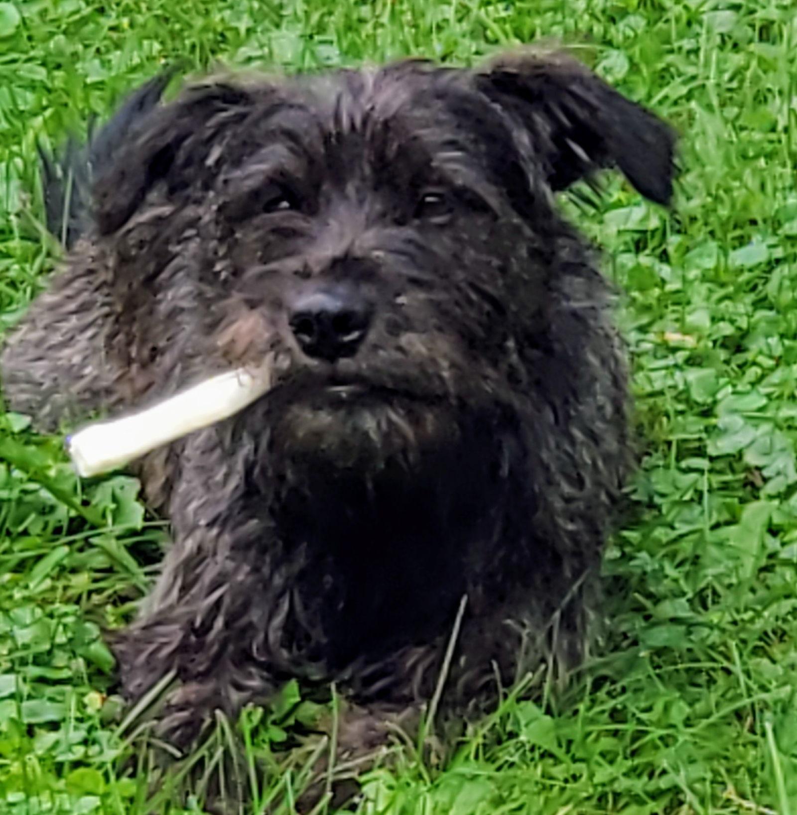 Carla, a Adopted Terrier in Brooklyn Center, MN image 2/3