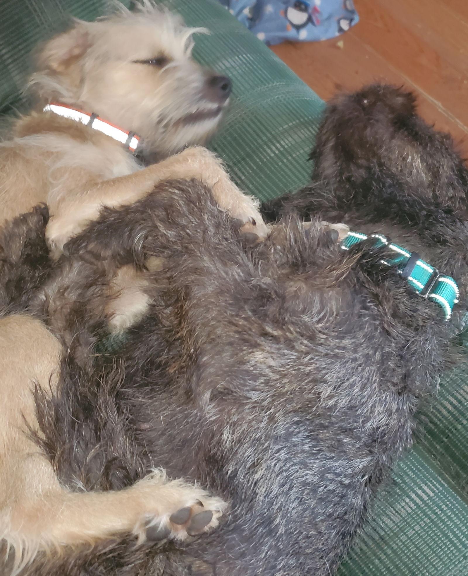 Carla, a Adopted Terrier in Brooklyn Center, MN image 3/3