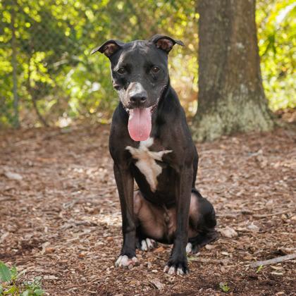 Enlarge Puma, a Adoptable mixed breed in Largo, FL image 2/3