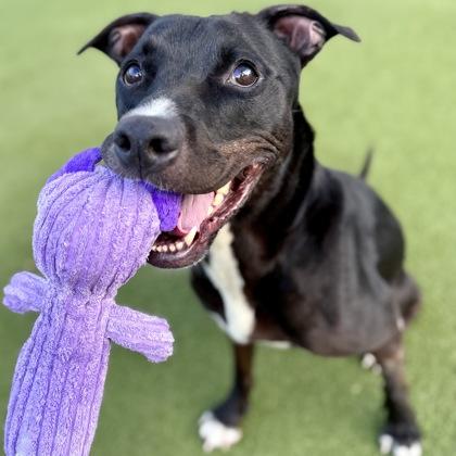 Enlarge Puma, a Adoptable mixed breed in Largo, FL image 1/3