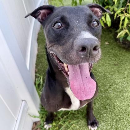 Puma, a Adoptable mixed breed in Largo, FL image 2/3