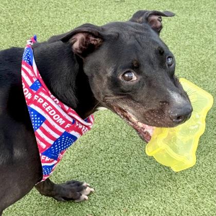 Puma, a Adoptable mixed breed in Largo, FL image 1/3
