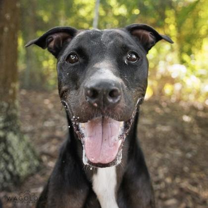 Enlarge Puma, a Adoptable mixed breed in Largo, FL image 3/3