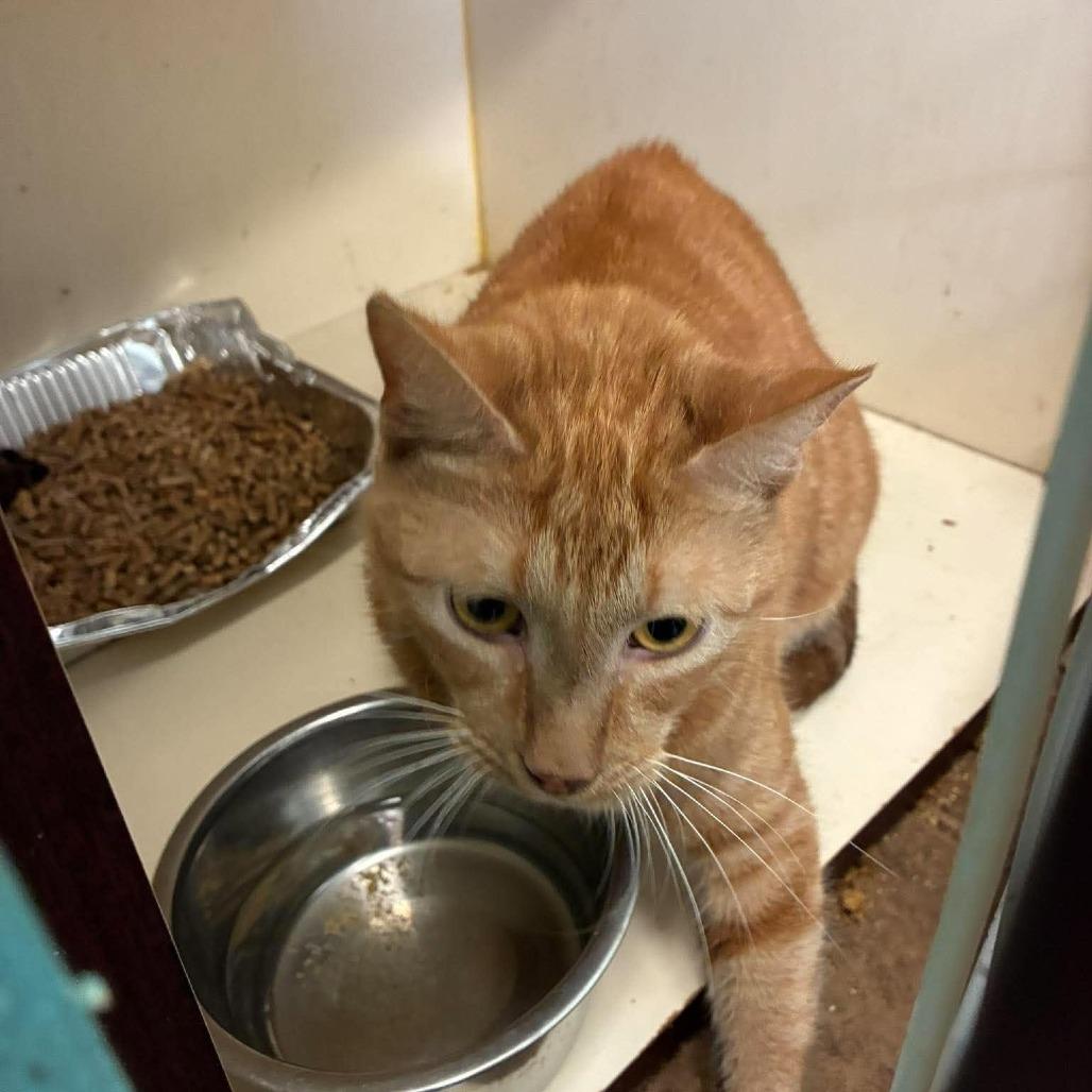 Chief, Adoptable, Adult Male Domestic Short Hair.