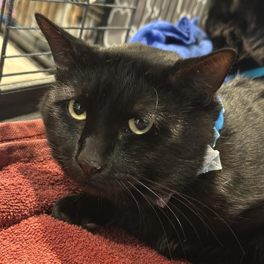 Ren, Adoptable, Adult Male Domestic Short Hair.