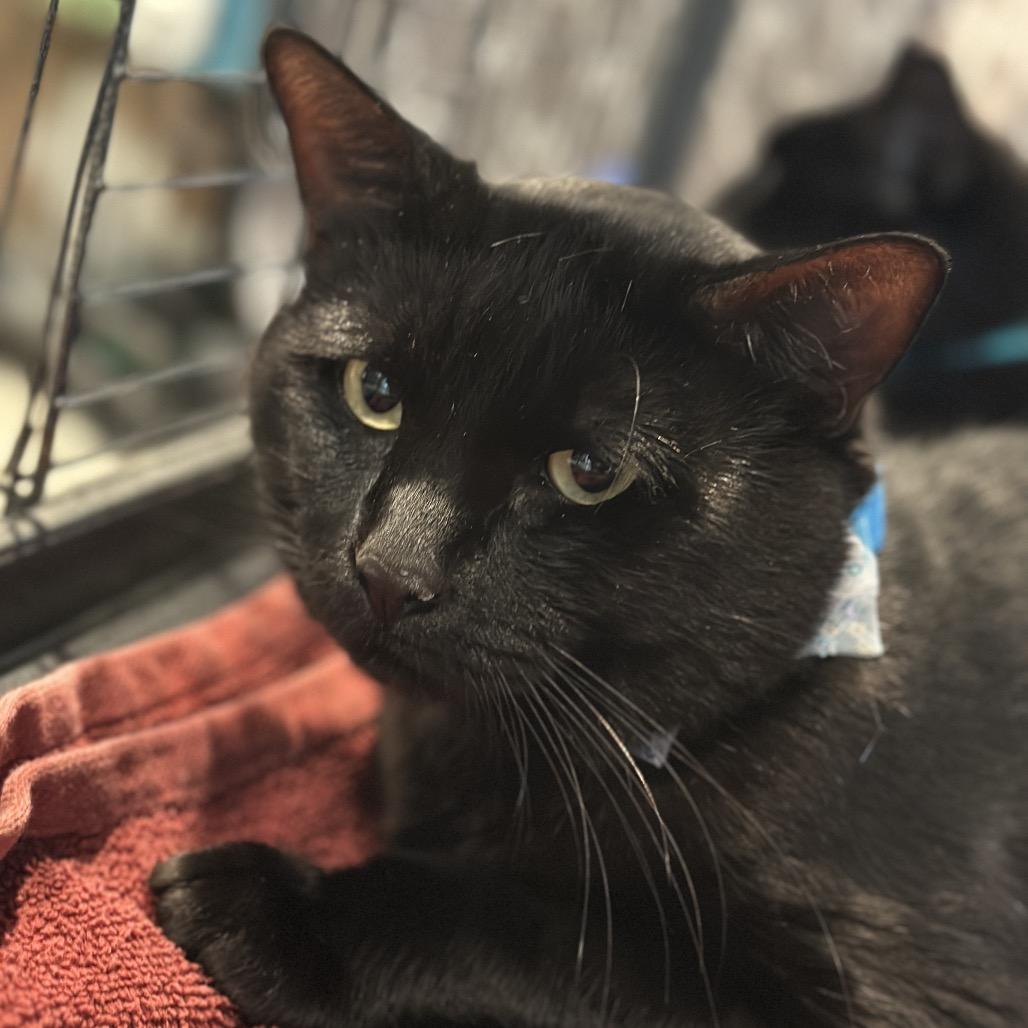 Enlarge Ren, a Adoptable Domestic Short Hair in Matteson, IL image 2/2