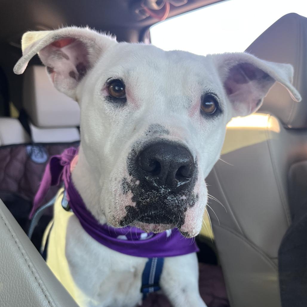 Margaret, Adoptable, Adult Female Dogo Argentino & Mixed Breed.