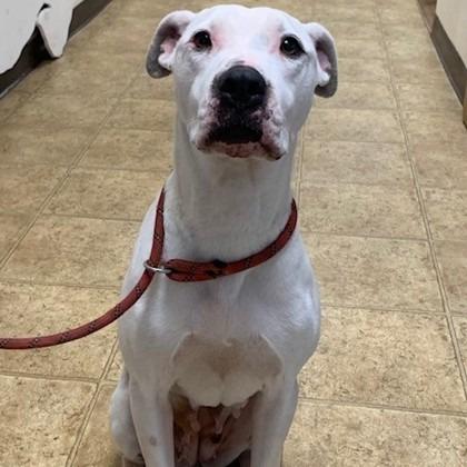 Margaret, a Adoptable mixed breed in Tyler, TX image 2/3